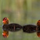 Blässhuhn (Fulica atra) Küken 