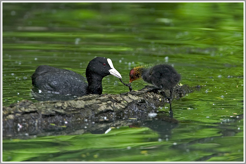 Blässhuhn (Fulica atra) mit Jungtier bei der Fütterung