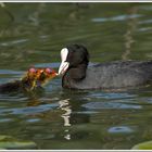 Blässhuhn (Fulica atra) mit Jungtier bei der Fütterung