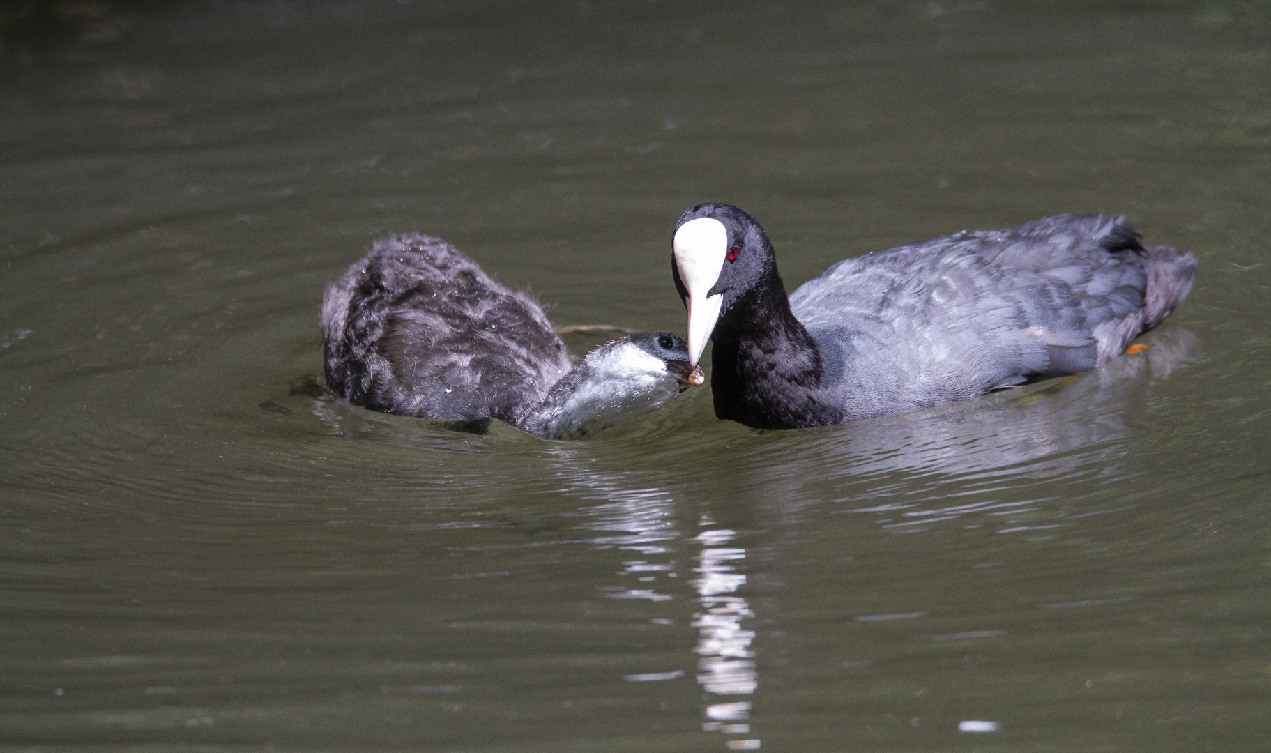  Blässhuhn (Fulica atra) mit Nachwuchs