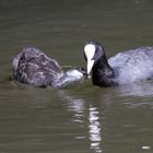  Blässhuhn (Fulica atra) mit Nachwuchs