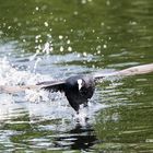 Blässhuhn (Fulica atra)_2427