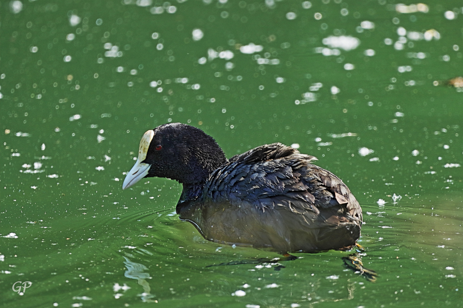 Blässhuhn II