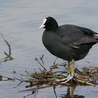 Bläßhuhn II, In voller Größe ....