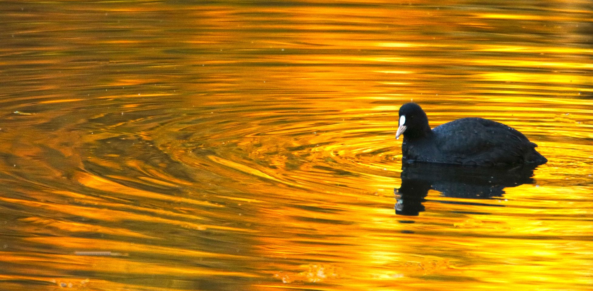 Blässhuhn im Abendsonnenschein