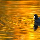 Blässhuhn im Abendsonnenschein