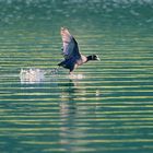 Blässhuhn im Abflug