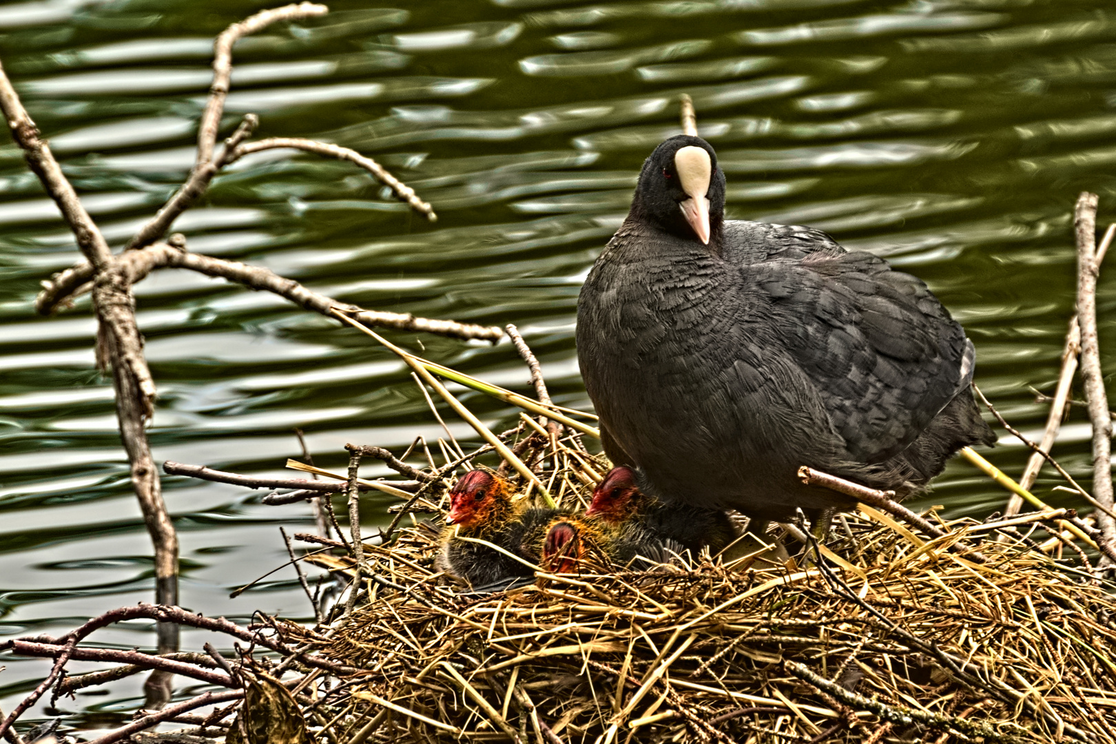 Blässhuhn im Bärensee, Stuttgart