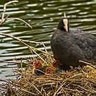 Blässhuhn im Bärensee, Stuttgart