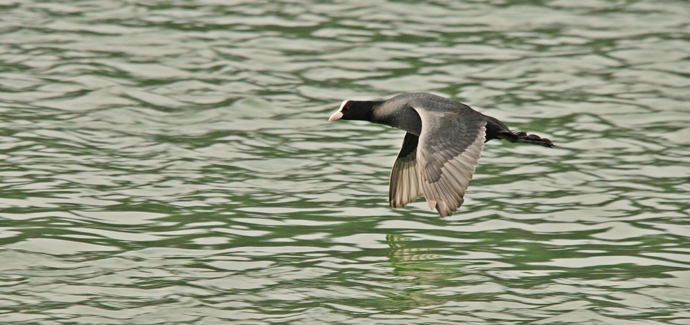 Blässhuhn im Flug