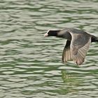 Blässhuhn im Flug