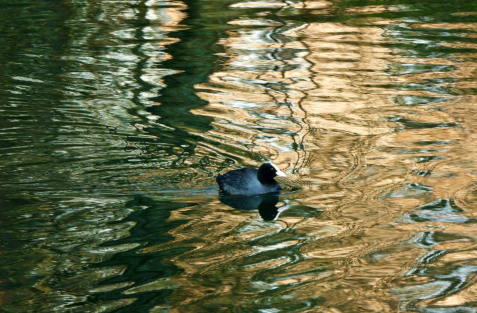 Blässhuhn im Neckar