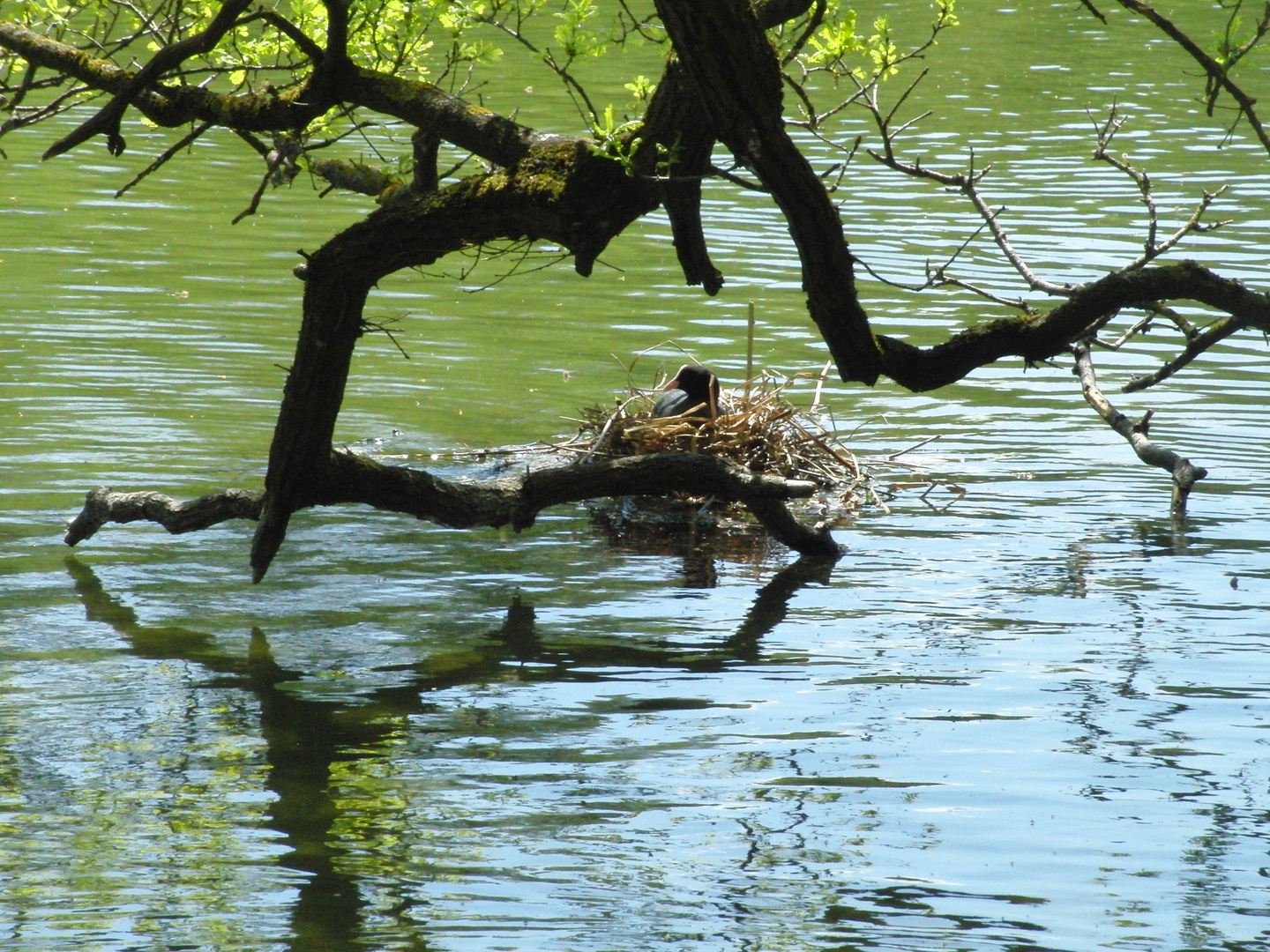 Blässhuhn im Nest