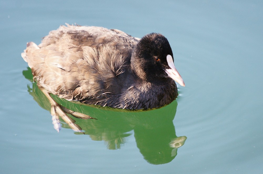 Bläßhuhn im November