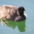 Bläßhuhn im November