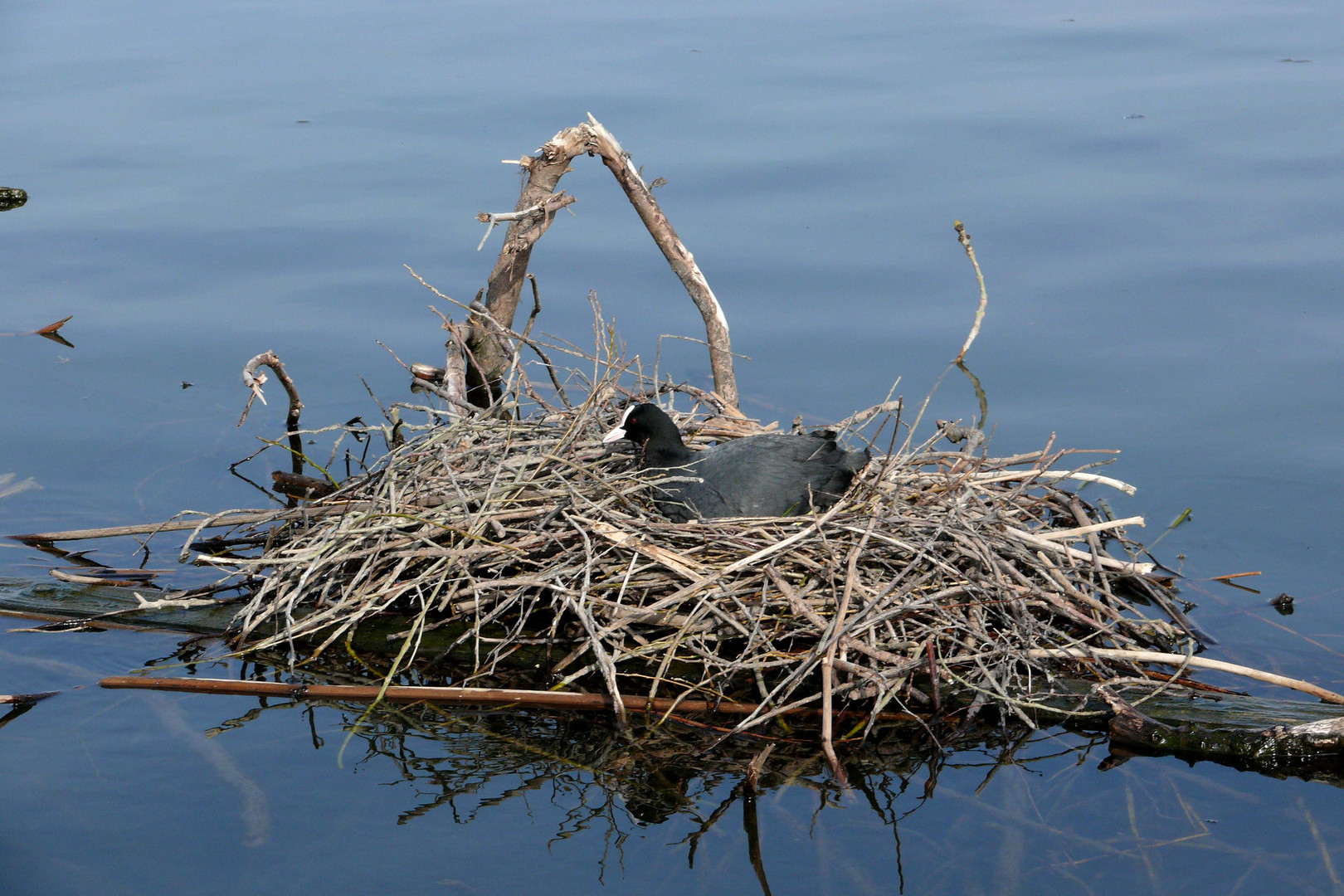 Blässhuhn im Schwimm-Nest