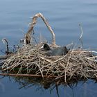 Blässhuhn im Schwimm-Nest