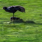 Blässhuhn im Toblacher See