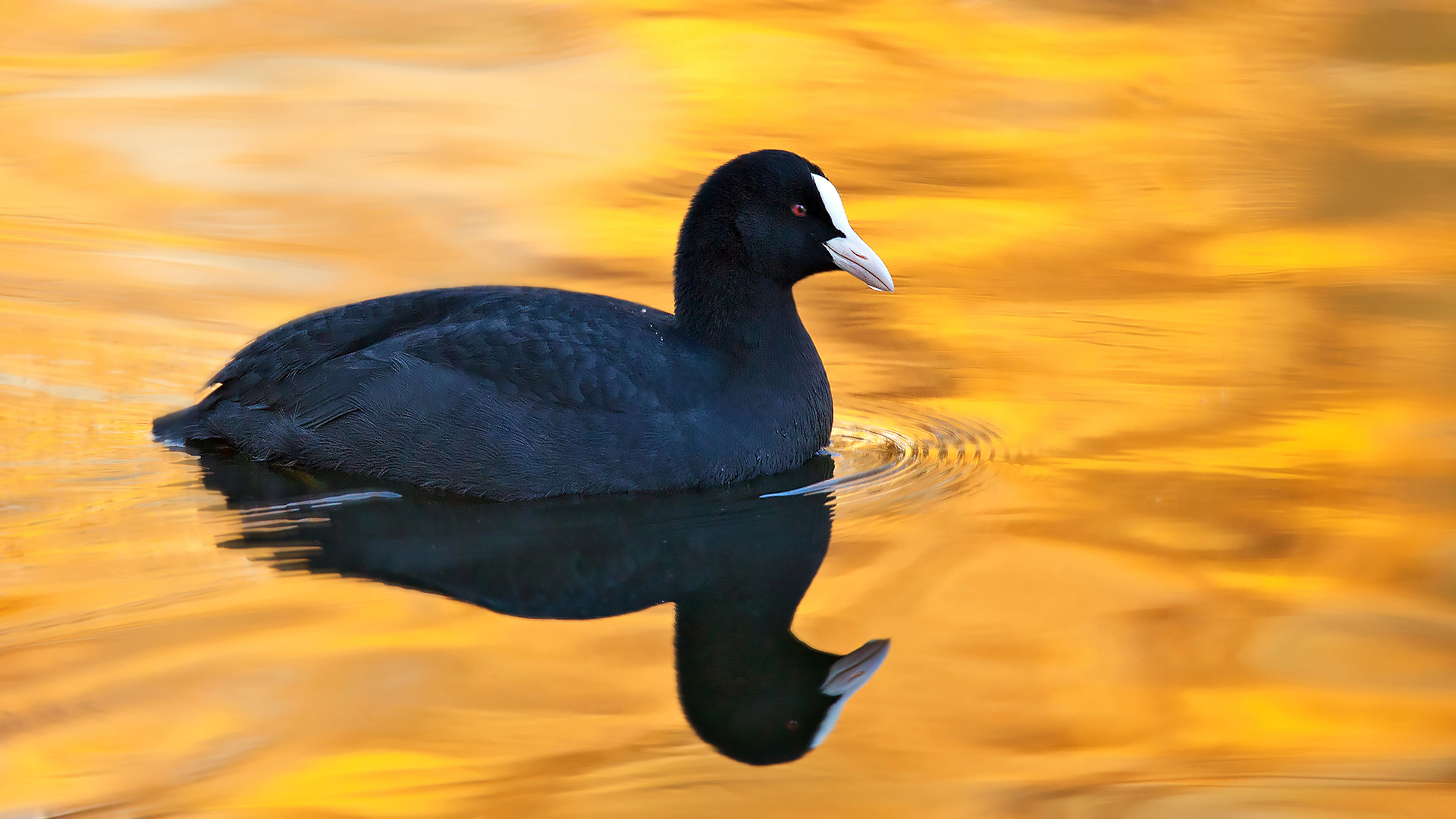 Blässhuhn im,vom Herbstlaub gefärbten Teich