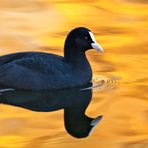 Blässhuhn im,vom Herbstlaub gefärbten Teich