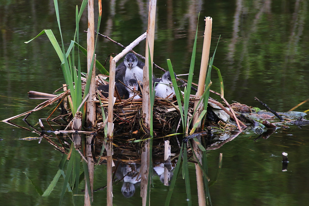 Blässhuhn-Jugend im geborgenen Nest