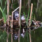 Blässhuhn-Jugend im geborgenen Nest