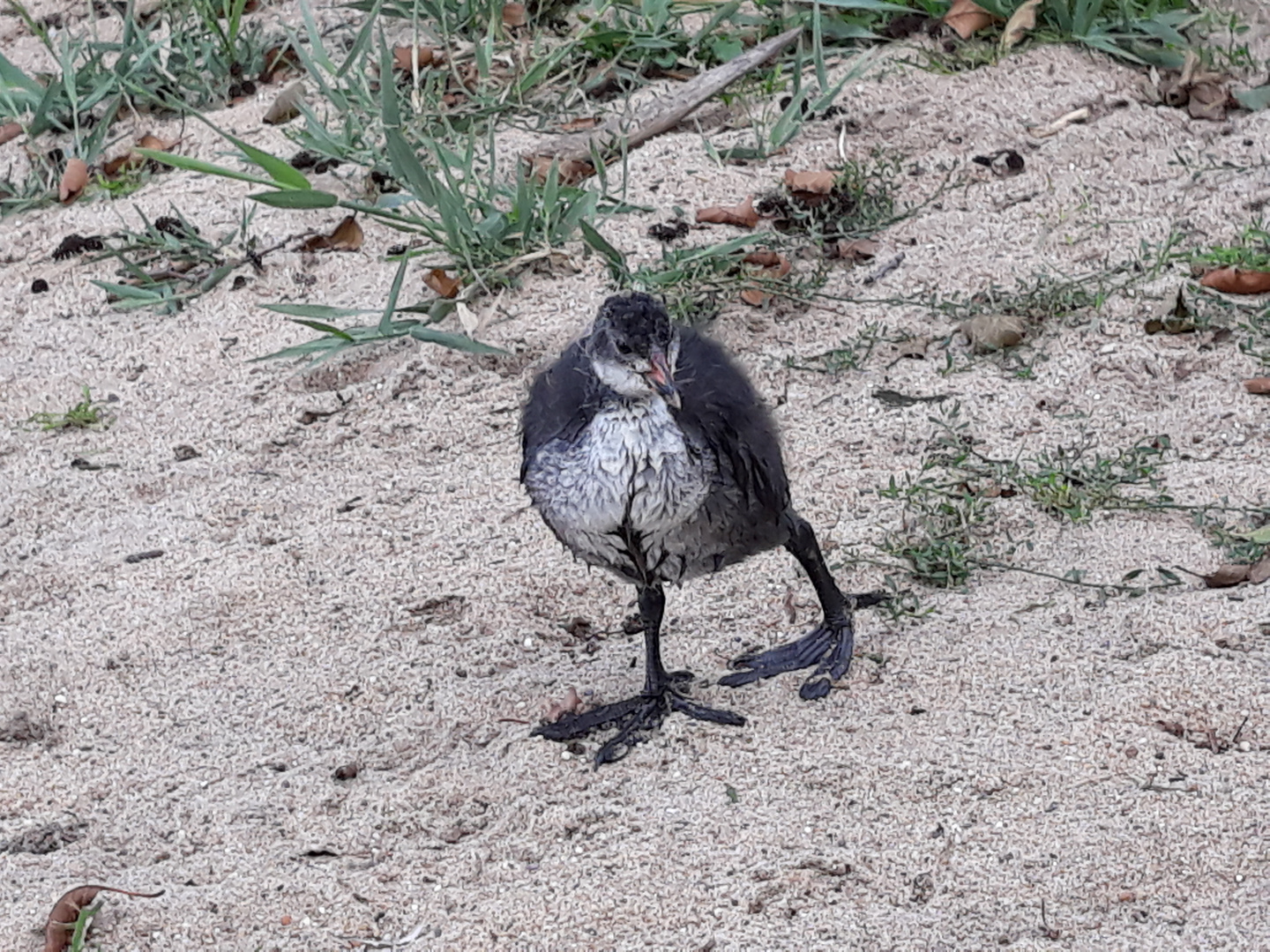 Blässhuhn Junges auf Futtersuche