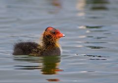 Blässhuhn Jungvogel