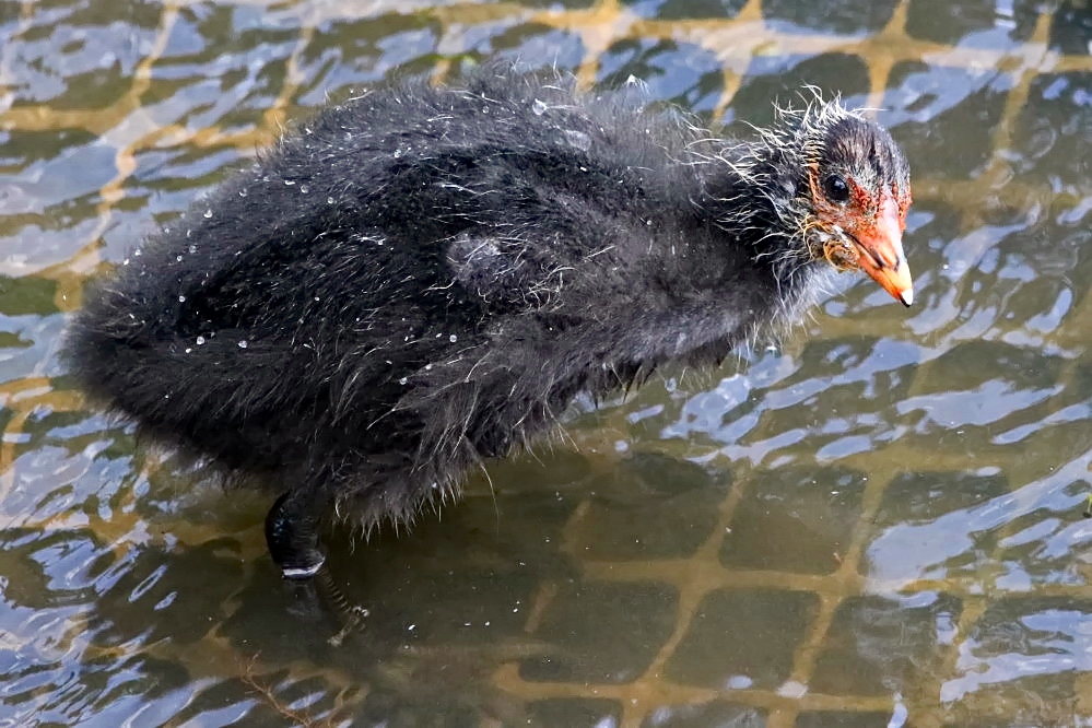 Blässhuhn Küken