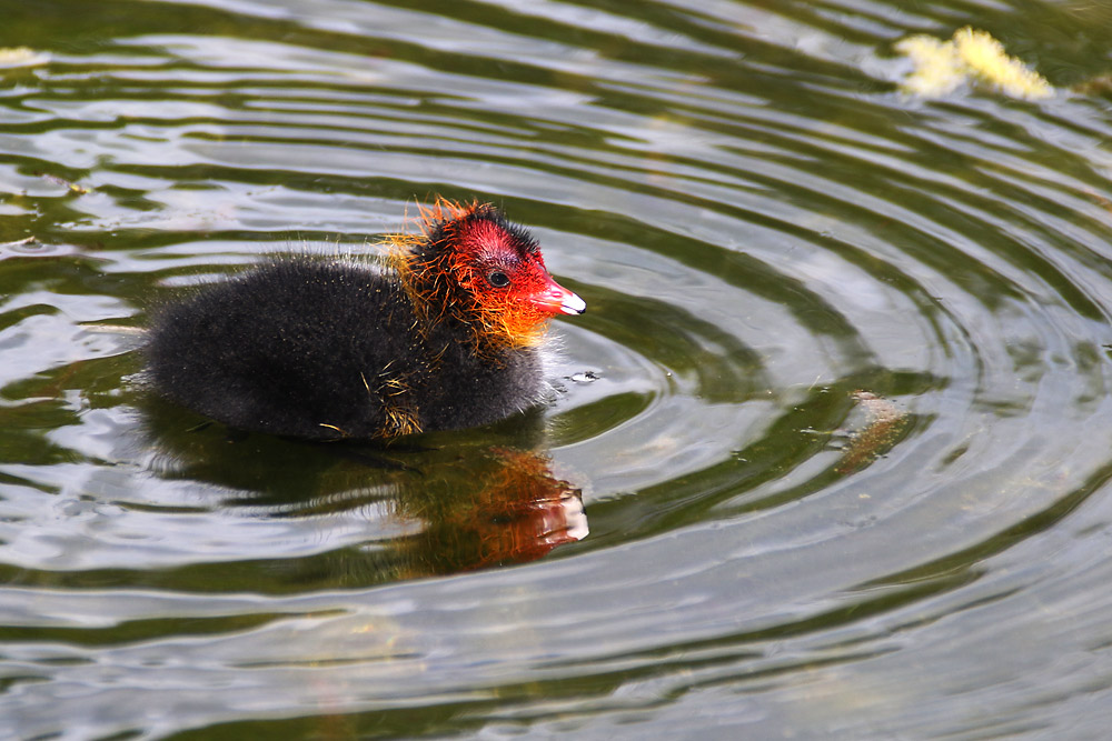 Blässhuhn-Küken im Wasser