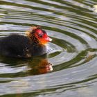 Blässhuhn-Küken im Wasser