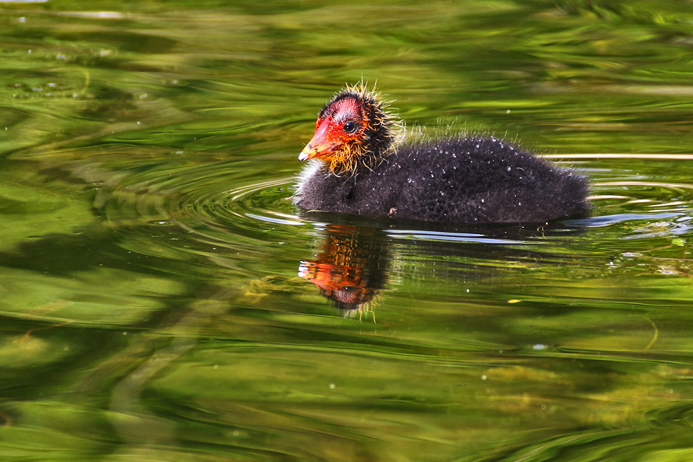 Blässhuhn-Küken spiegelt sich im Wasser