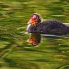 Blässhuhn-Küken spiegelt sich im Wasser