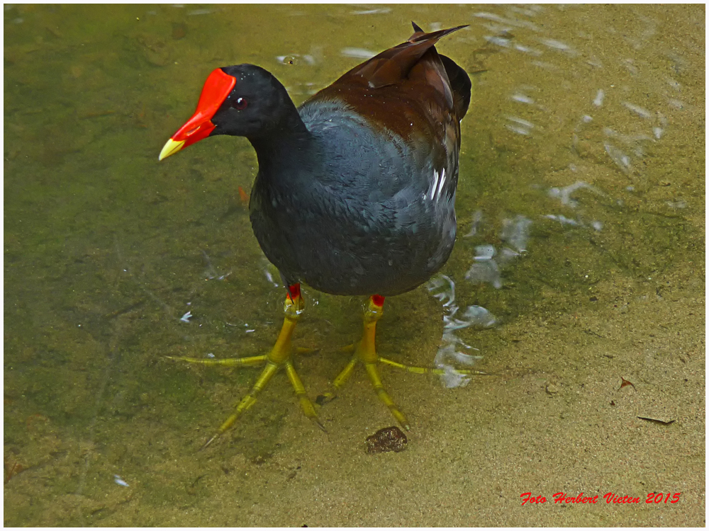 Bläßhuhn mal anders