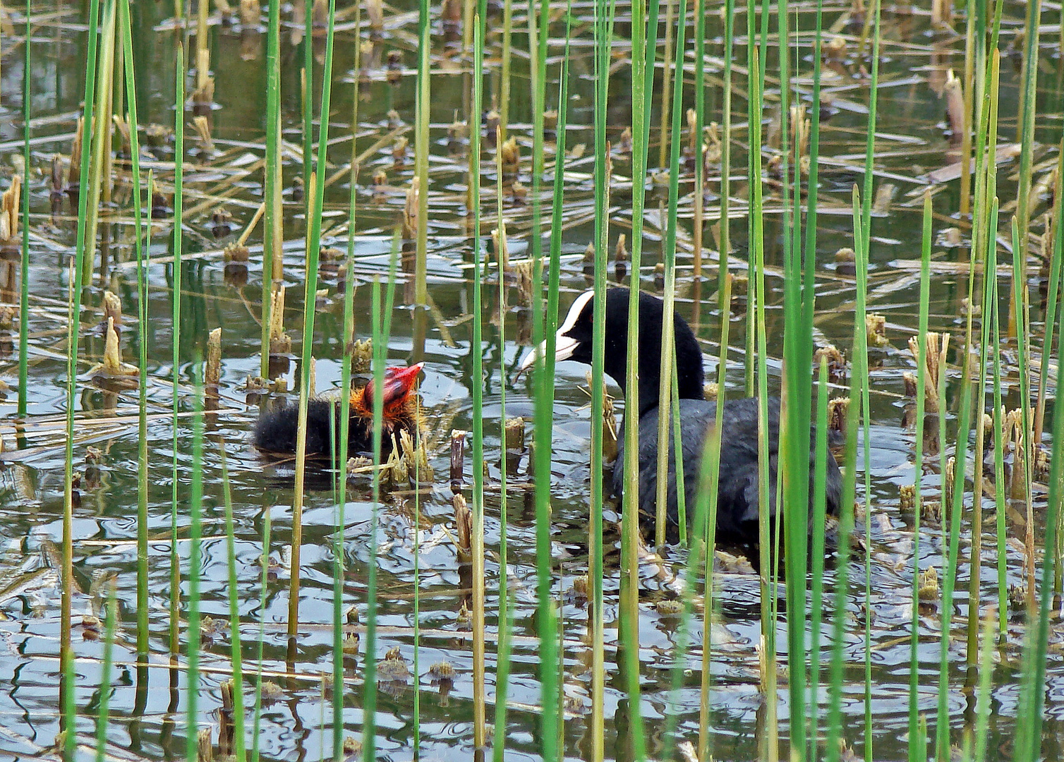 Blässhuhn mit Anhang