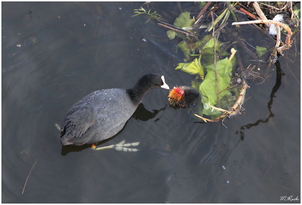 Blässhuhn mit ihrem Jungen auf dem Wasser ,