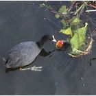 Blässhuhn mit ihrem Jungen auf dem Wasser ,