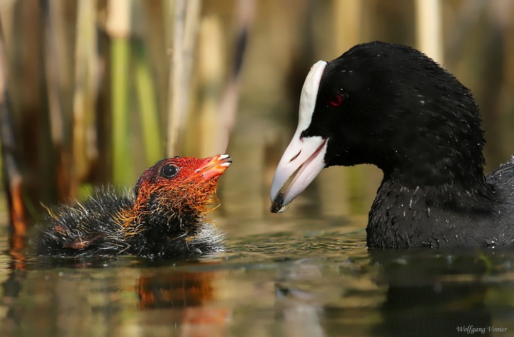 Bläßhuhn mit Kücken