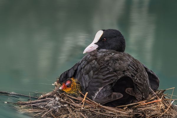 Blässhuhn mit Küken.