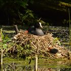 Blässhuhn mit Küken