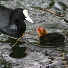 Blässhuhn mit Küken 2