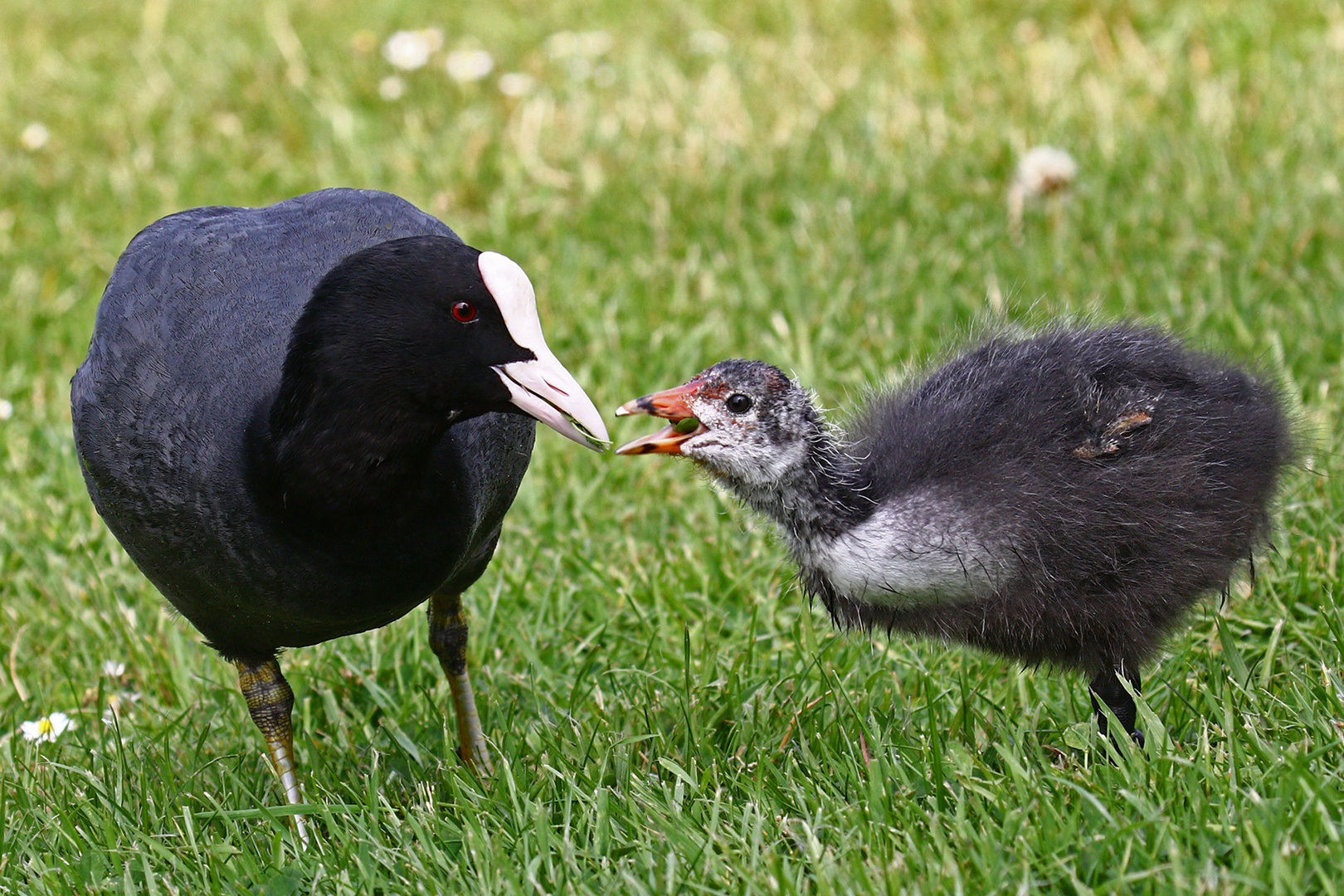 Blässhuhn mit Küken