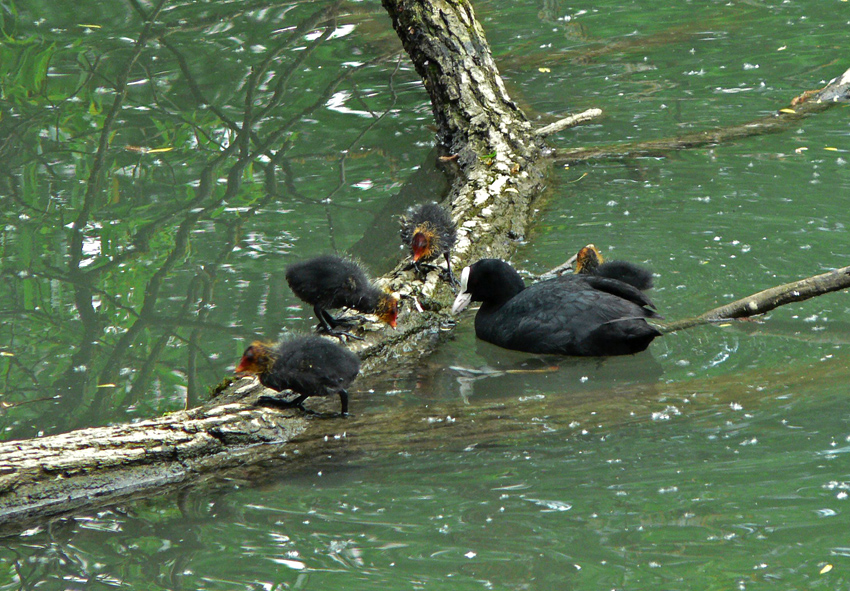 Blässhuhn mit Küken auf dem alten Neckar