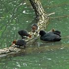 Blässhuhn mit Küken auf dem alten Neckar