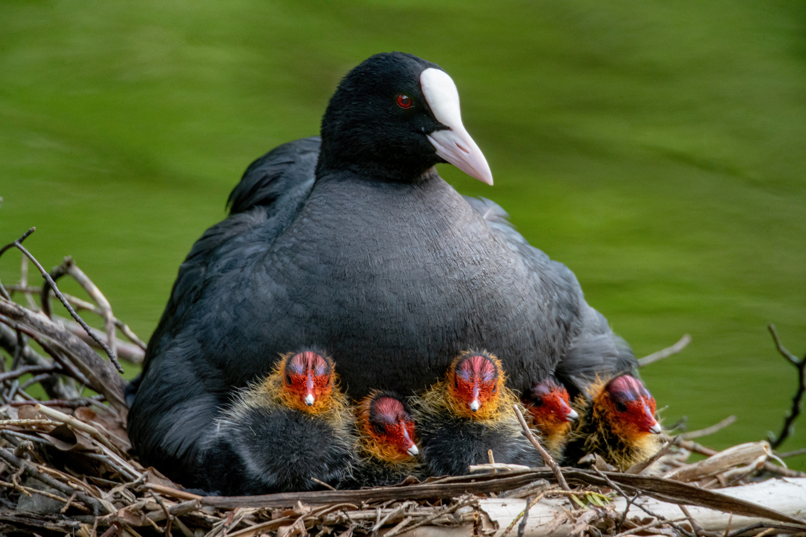 Bläßhuhn mit Küken