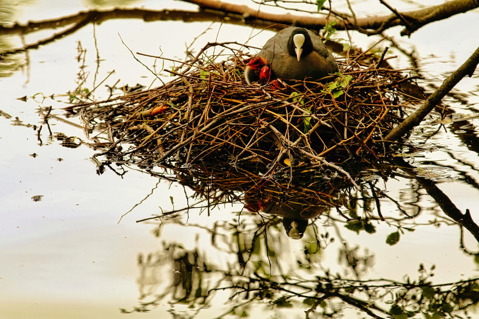 Blässhuhn mit Nachwuchs 