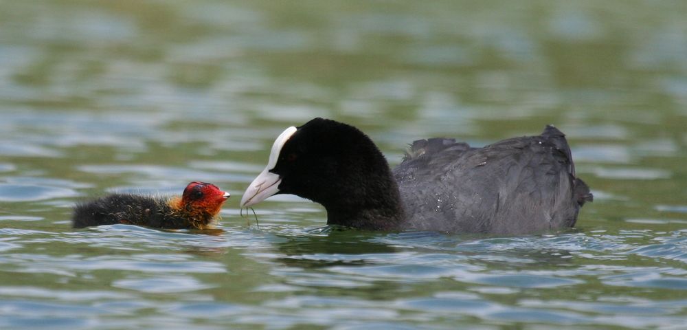 Bläßhuhn mit Nachwuchs auf dem Bodensee