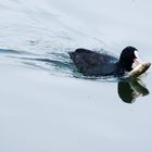 Blässhuhn mit riesiger Beute