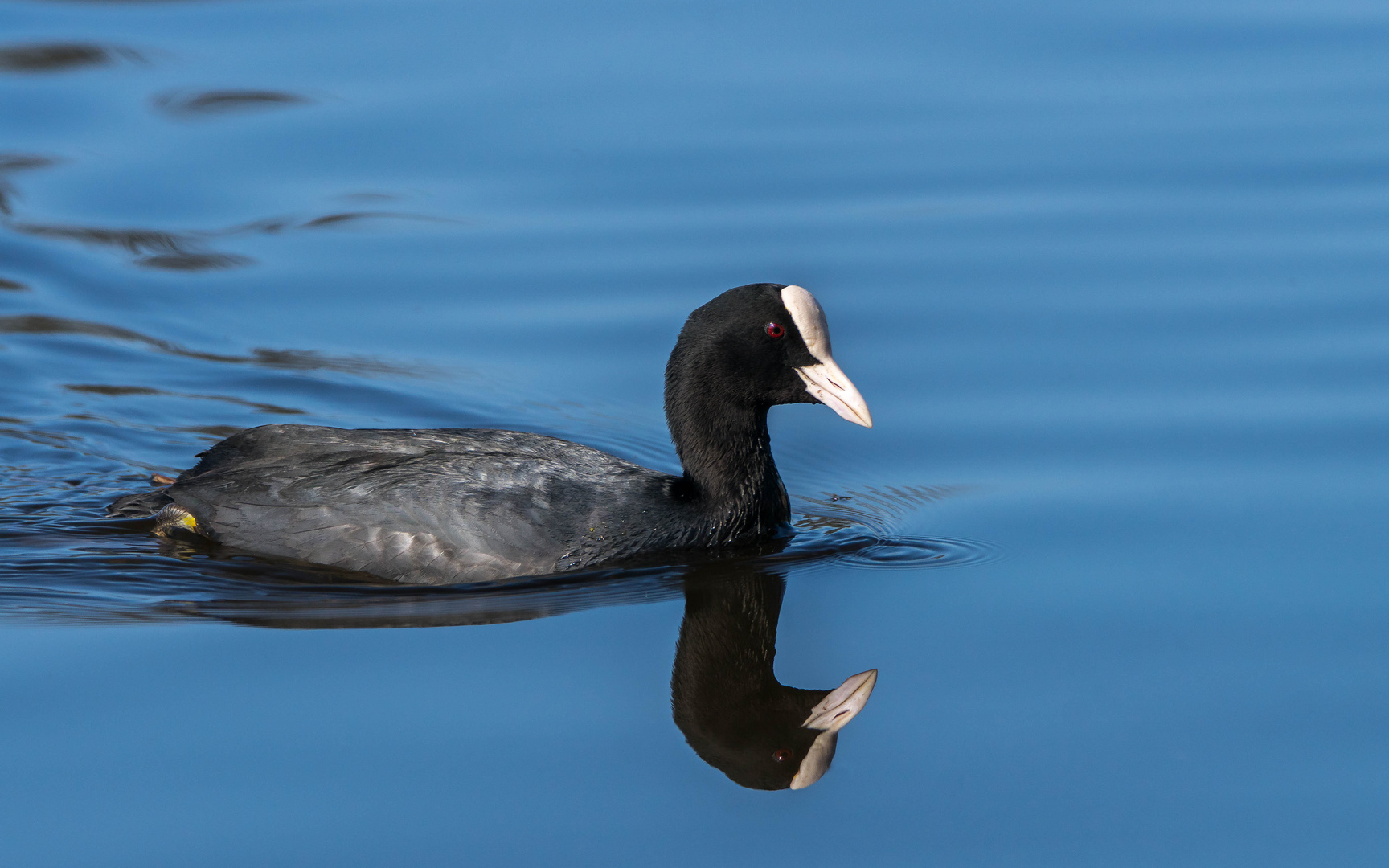 Blässhuhn mit Spiegelbild