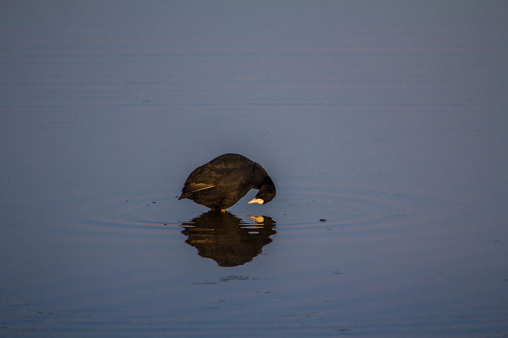 Blässhuhn - Naturpark Neusiedlersee - April 2014